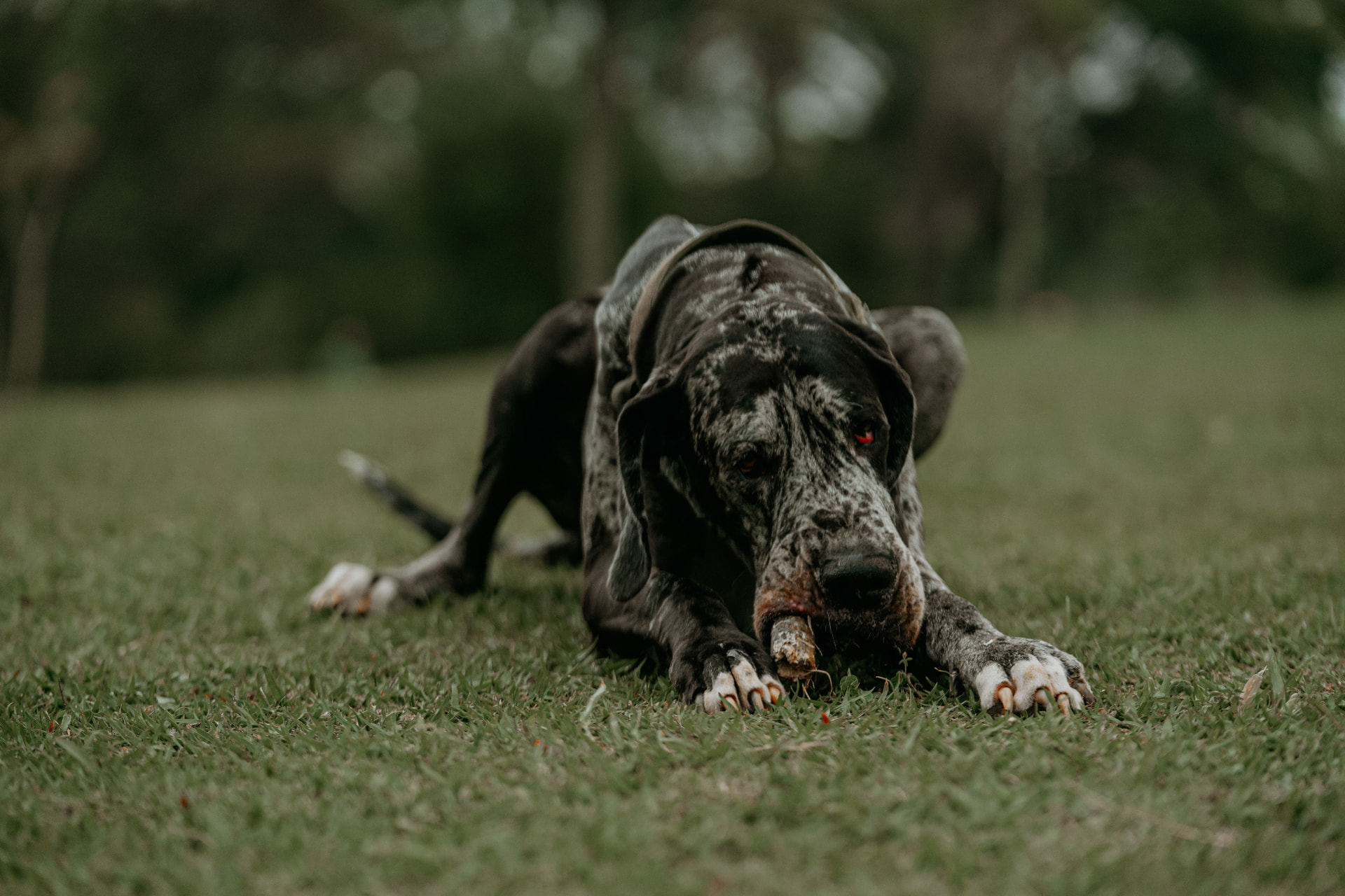 A merle Great Dane resting on green grass