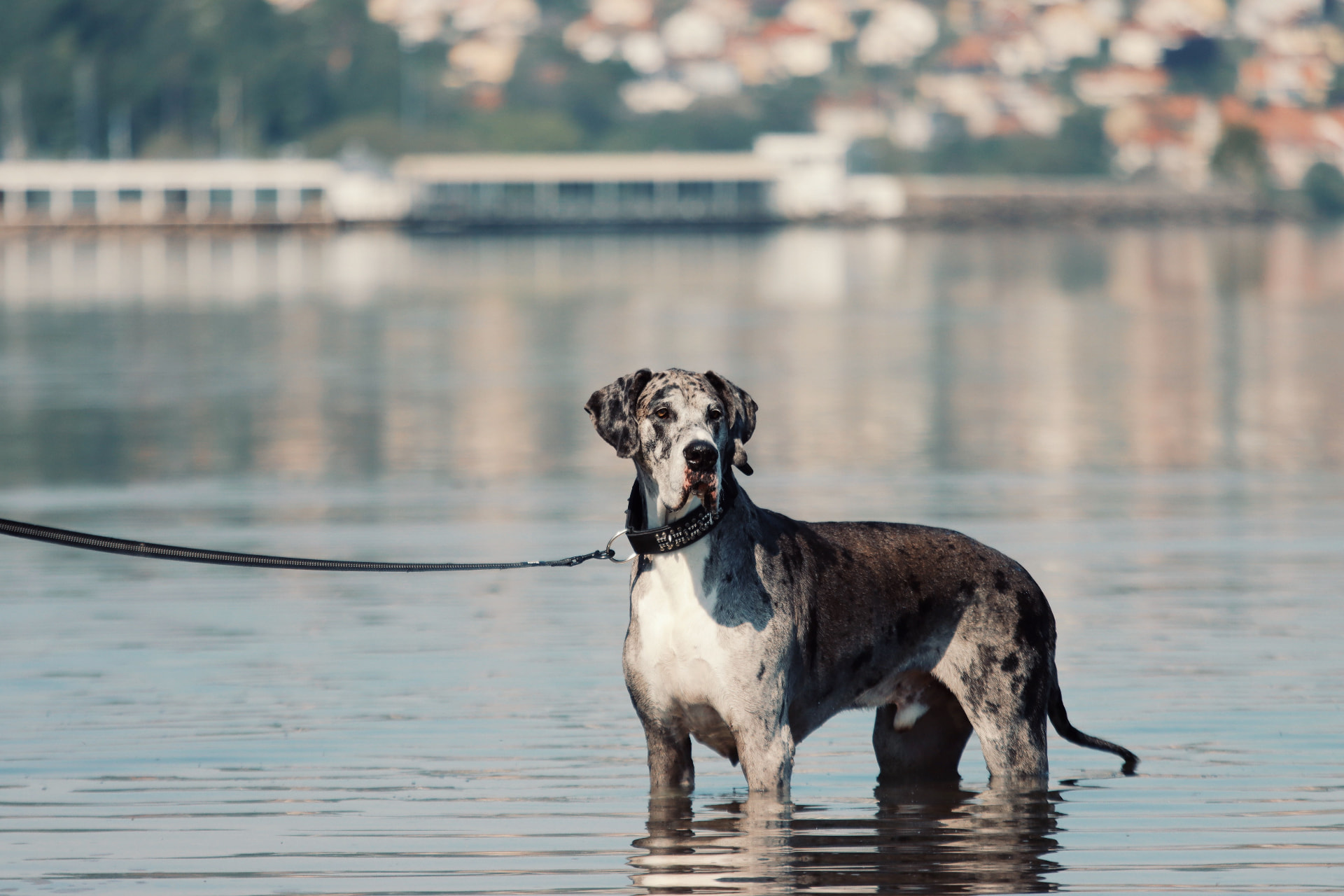 A harlequin Great Dane standing in shallow water near a bridge