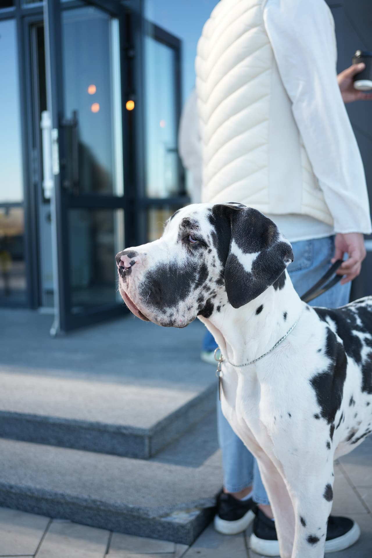 A harlequin Great Dane standing beside its owner outside a home