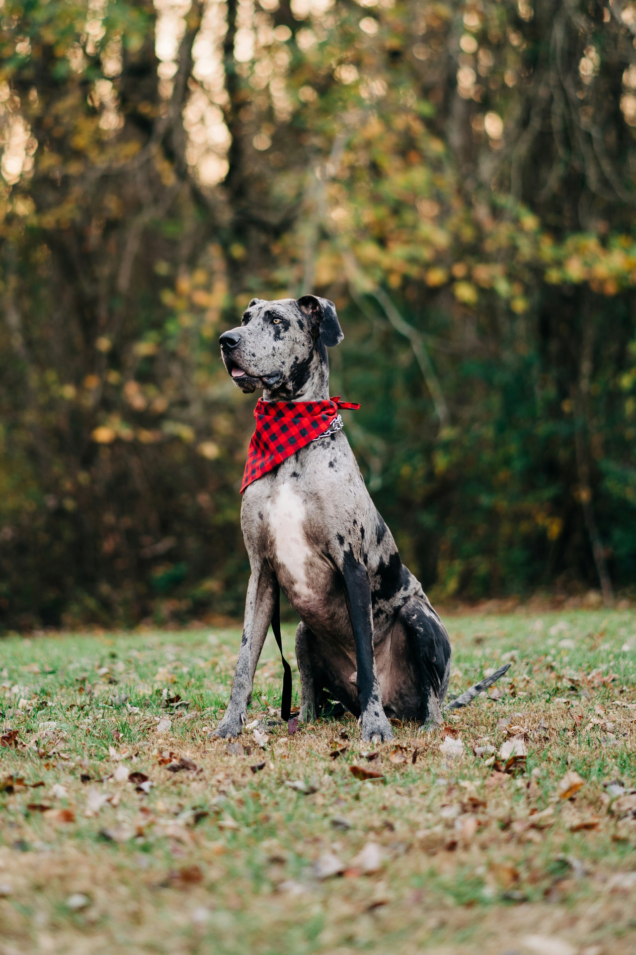A harlequin Great Dane sitting attentively in a wooded clearing