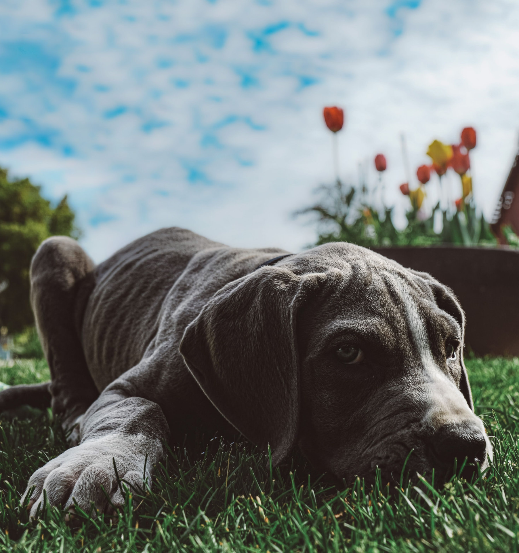 A blue Great Dane puppy lying in the grass near a bed of tulips