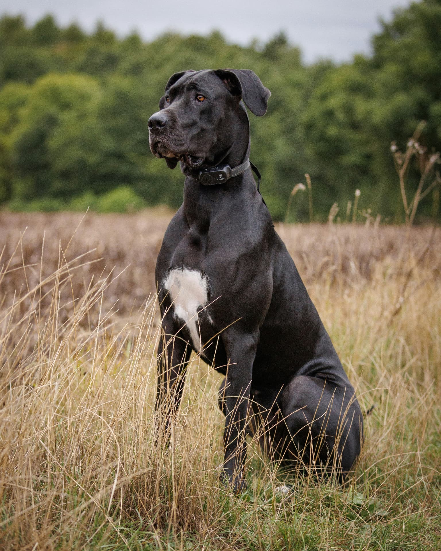 A black Great Dane sitting upright in a grassy field