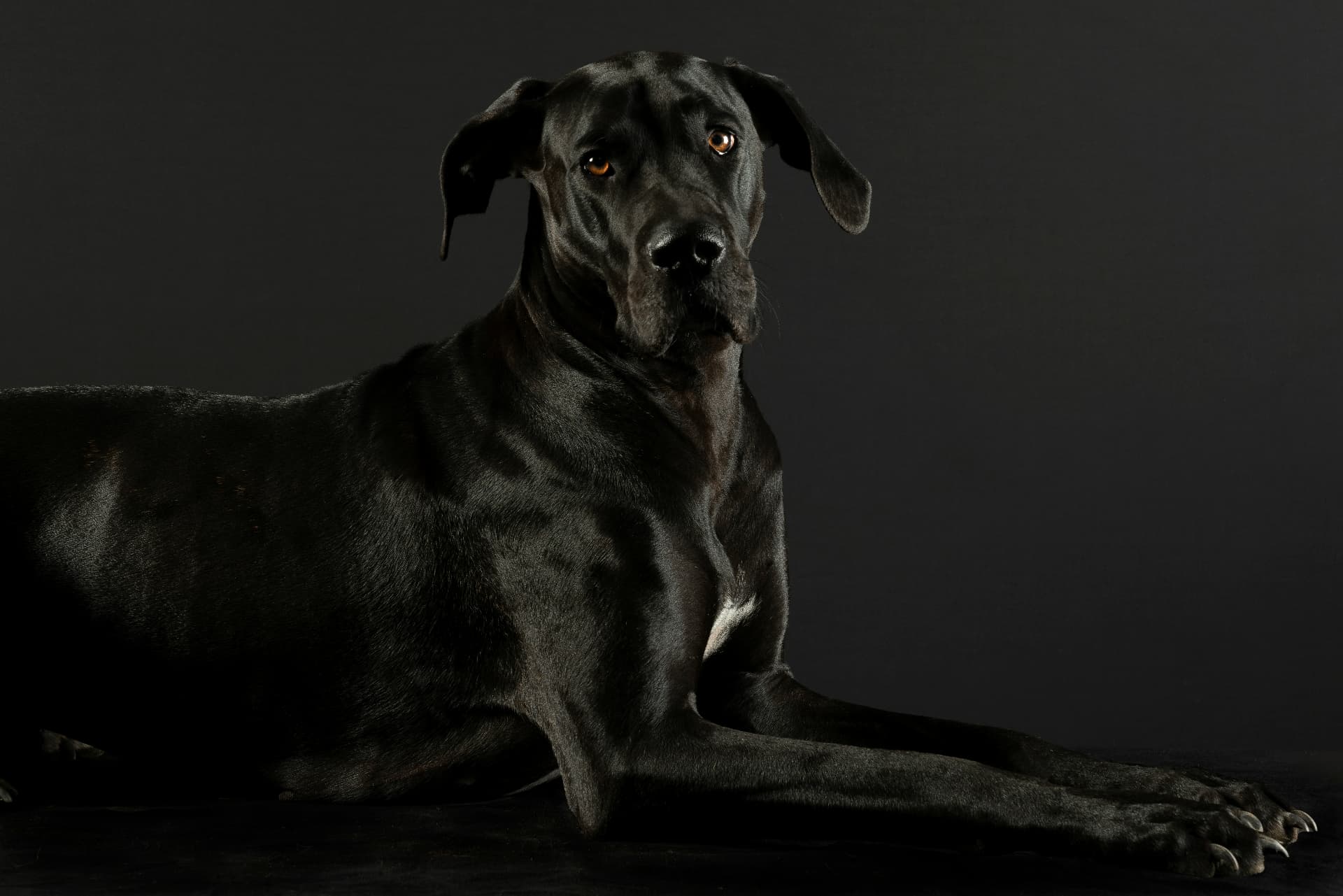 A black Great Dane lying down in a studio portrait against a dark background