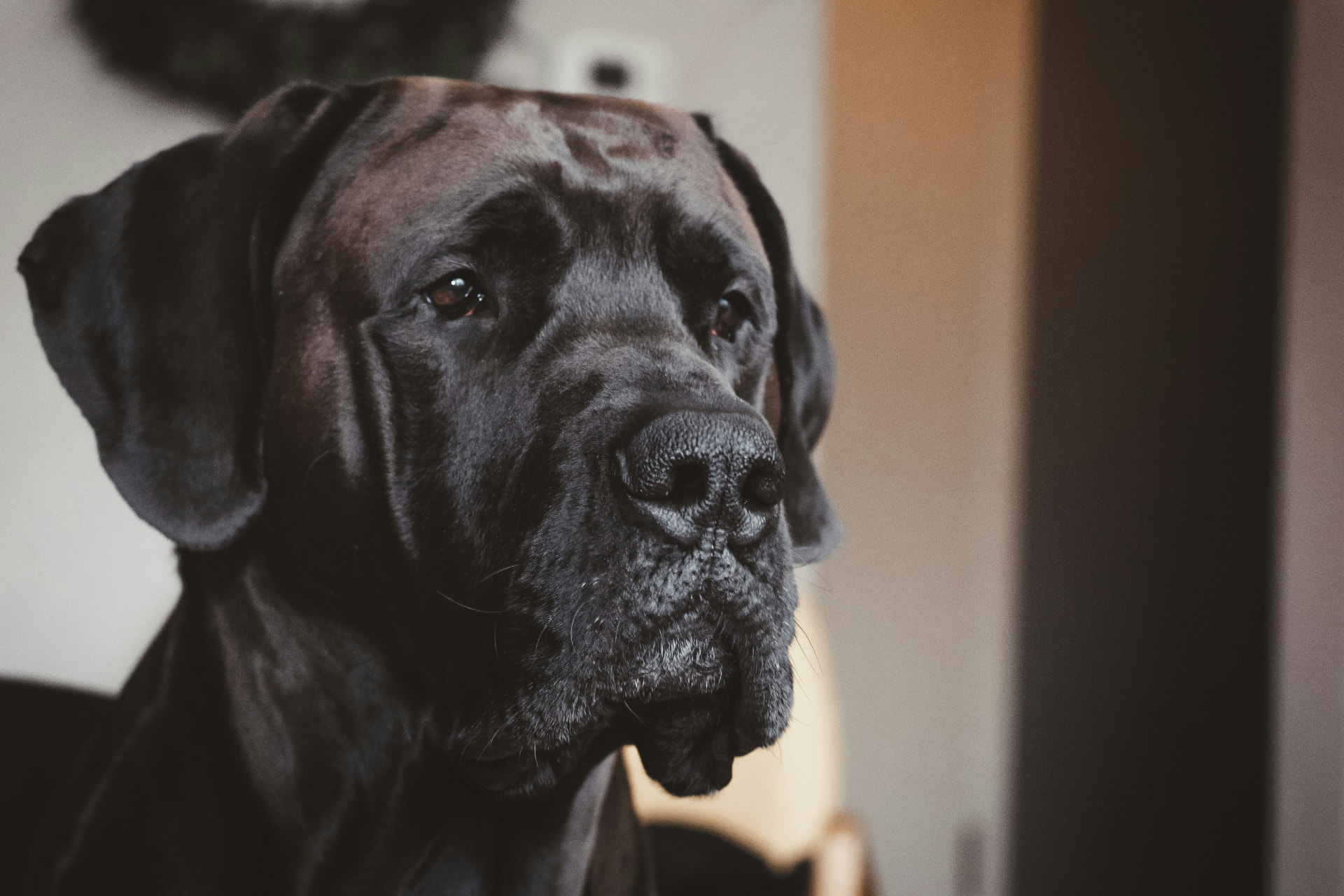 A close-up portrait of a black Great Dane's face in soft indoor light