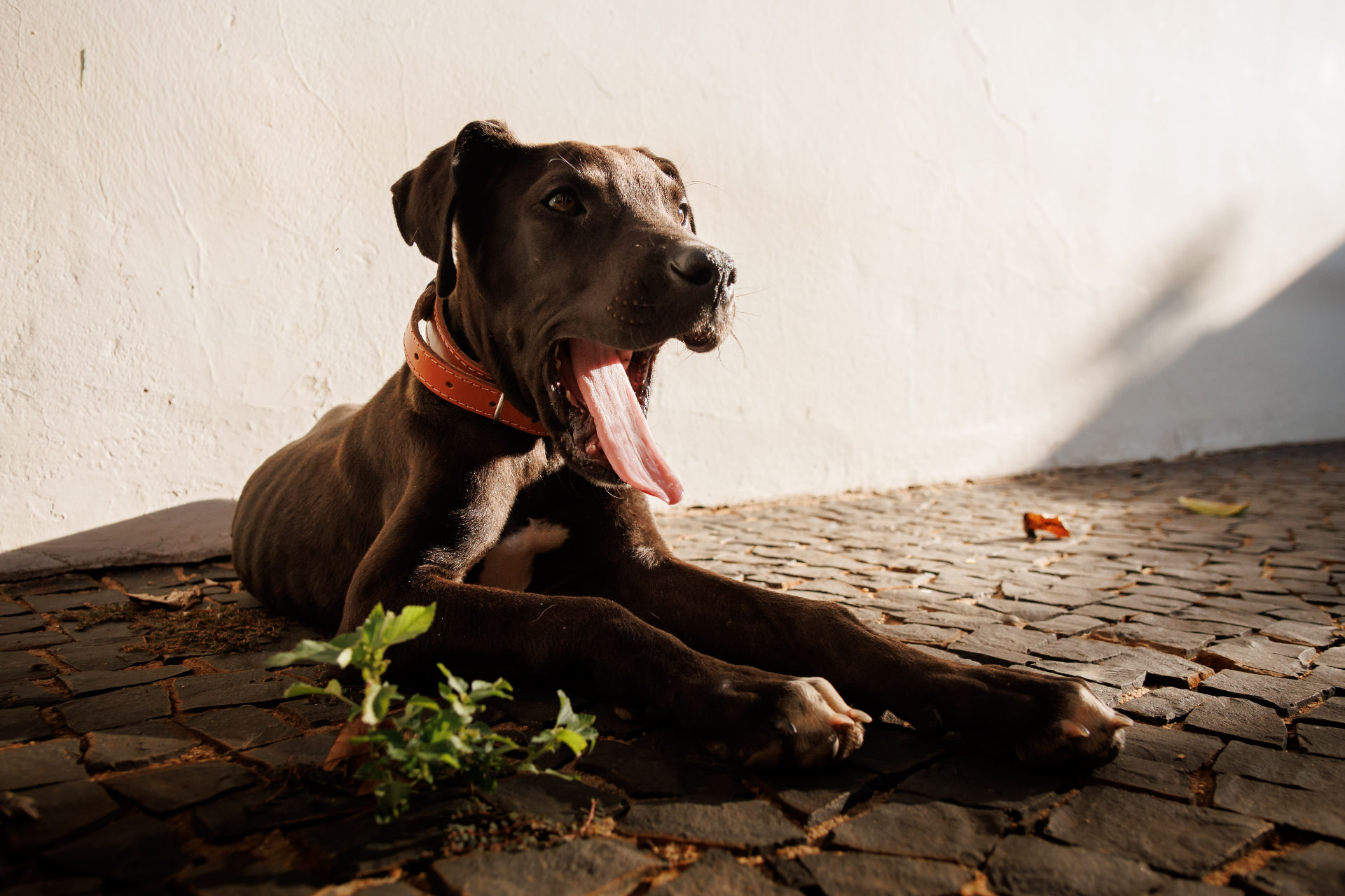 A young Great Dane yawning while lying on a brick patio