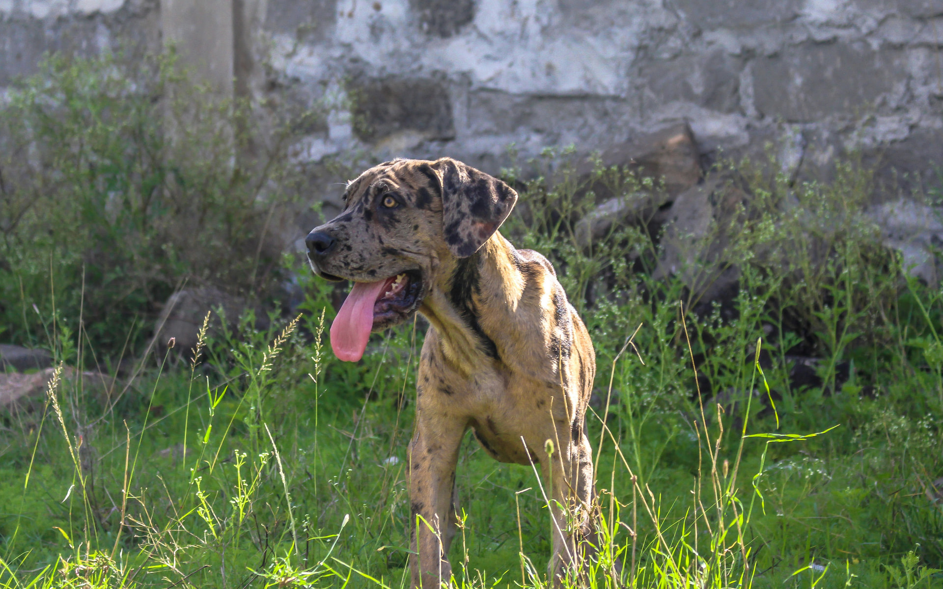 A brindle Great Dane standing in tall green grass