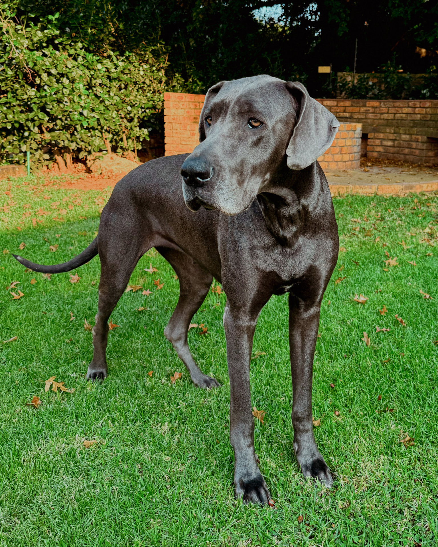 A blue Great Dane standing on a lawn in a fenced yard