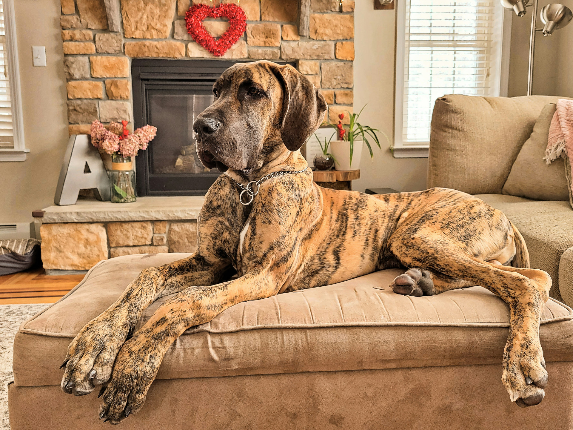 A brindle Great Dane relaxing on an ottoman at home