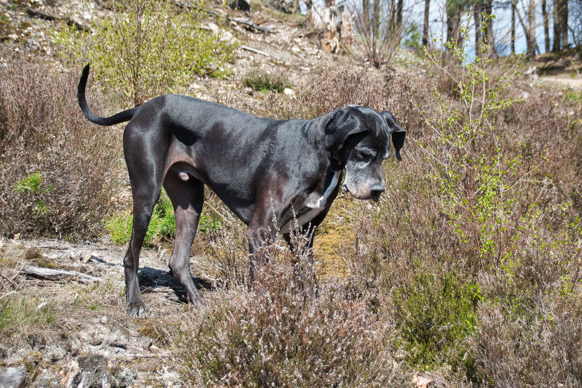 A black Great Dane standing among dry brush on a hillside
