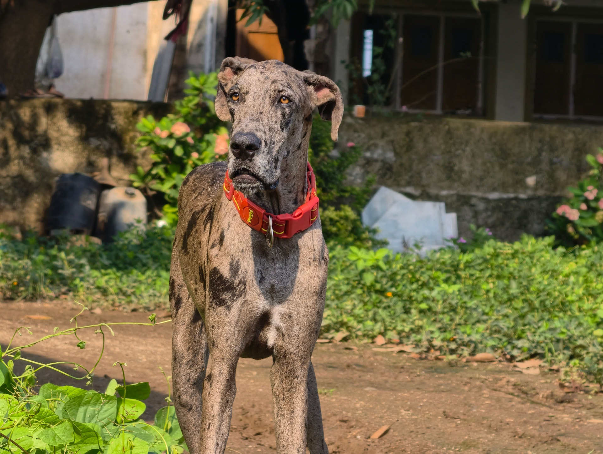 A merle Great Dane with a red collar standing in a garden