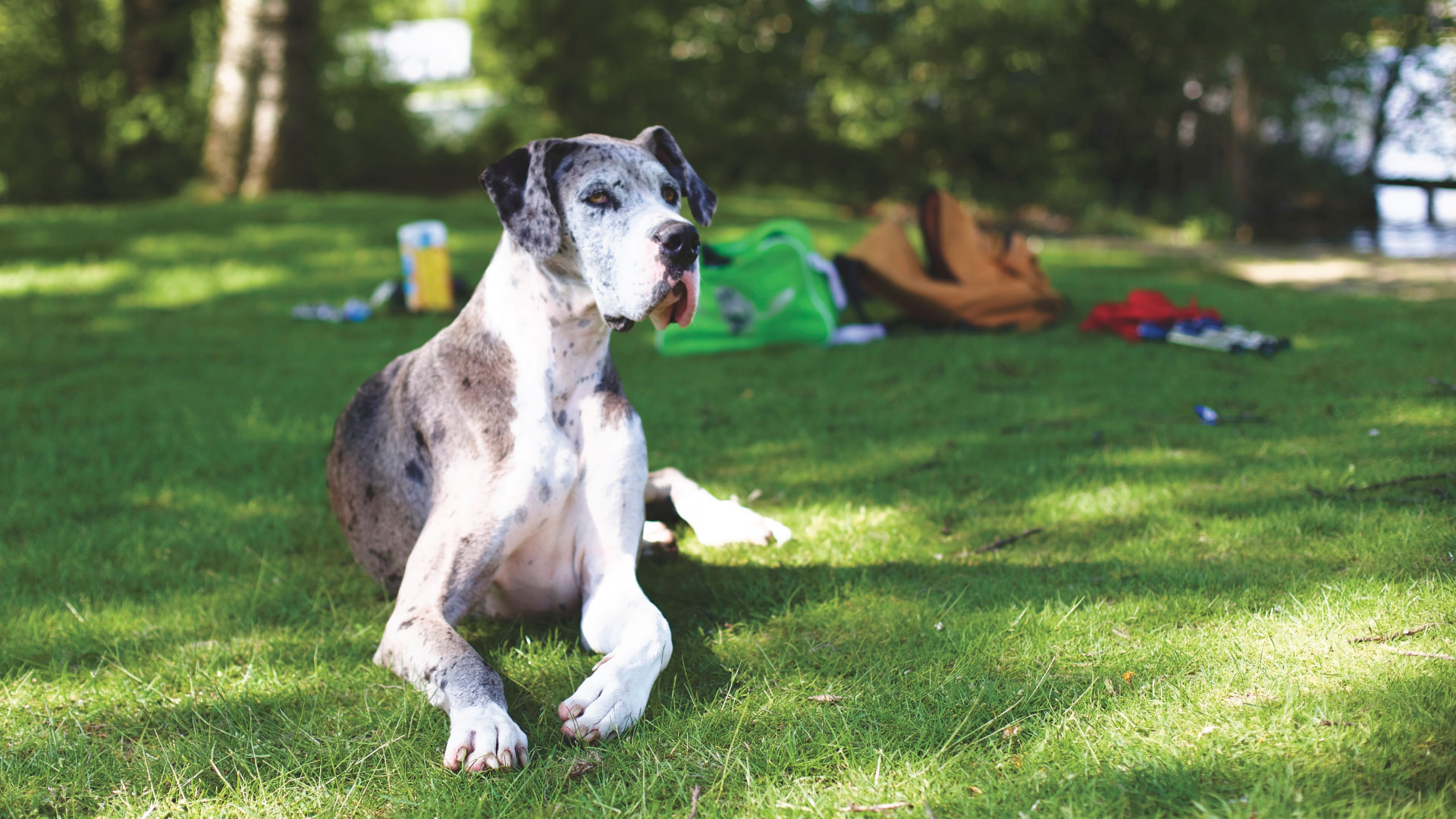 A harlequin Great Dane lying on a sunny park lawn