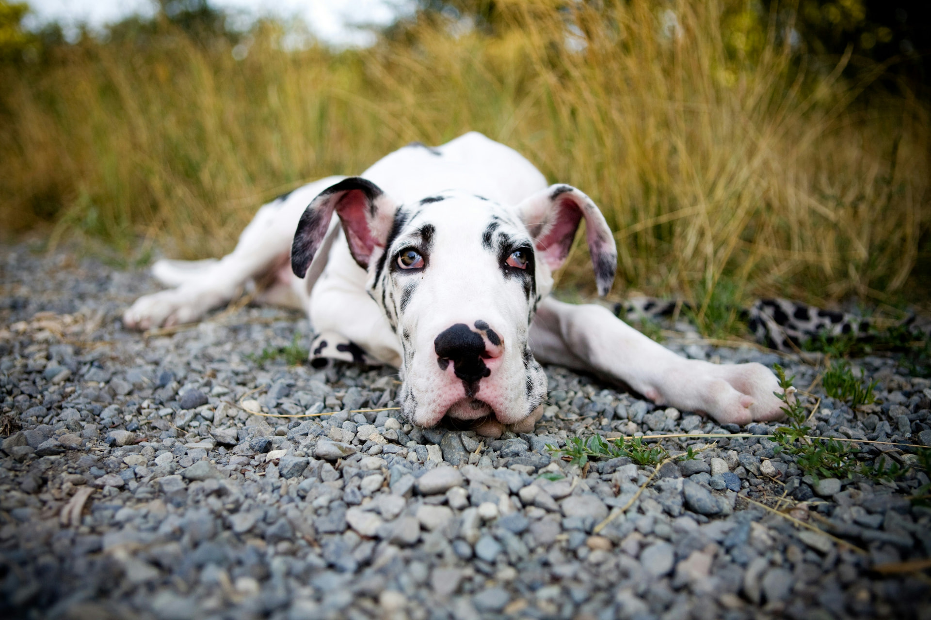 A harlequin Great Dane puppy resting on gravel outdoors