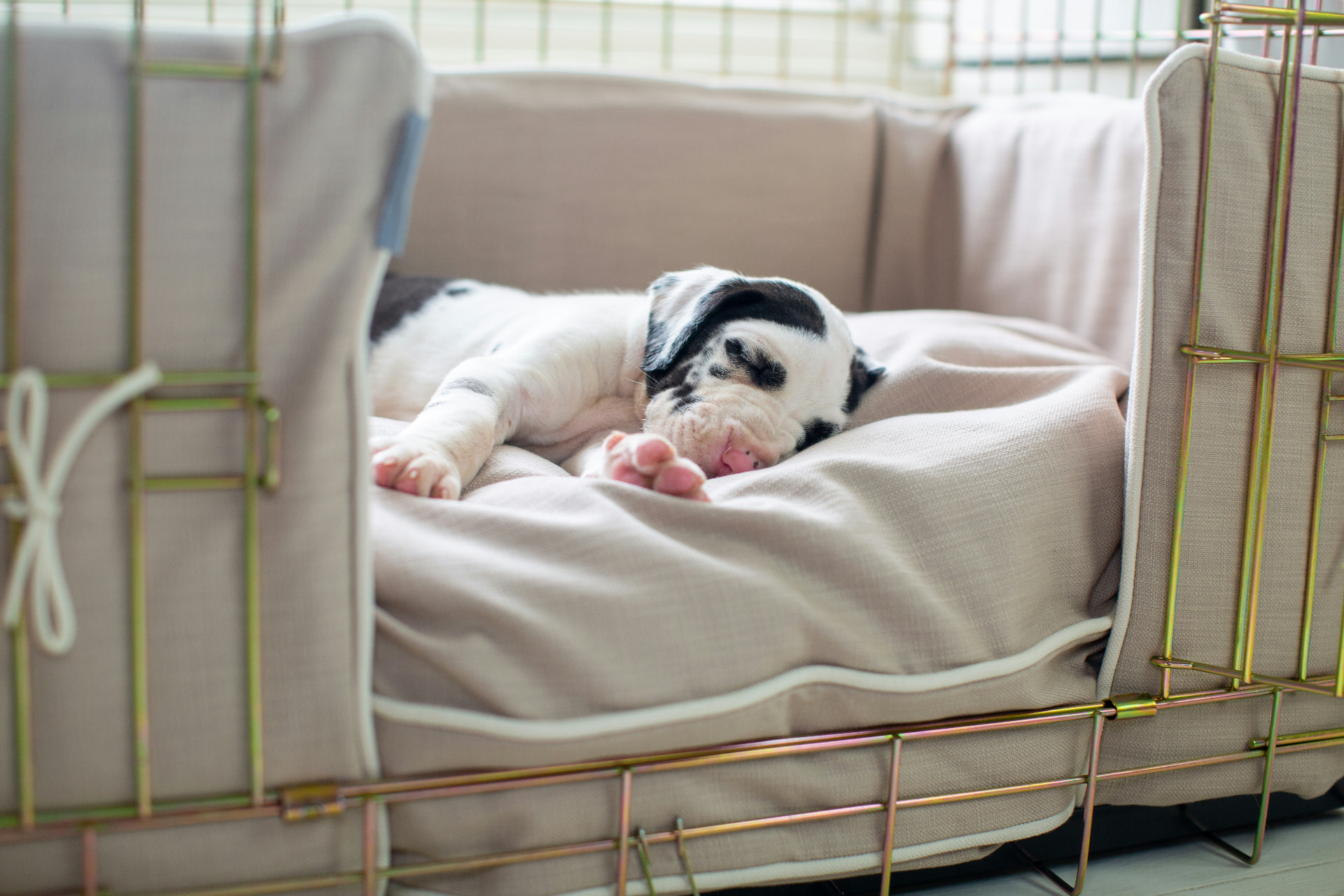 A very young harlequin Great Dane puppy sleeping in a cushioned crate